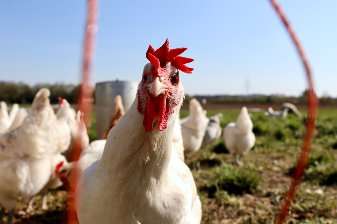 Photo chicken farm