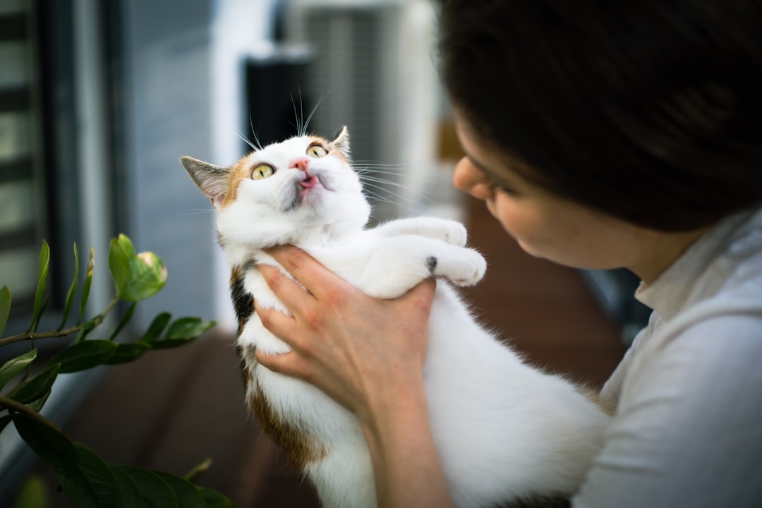 Photo cat, veterinarian